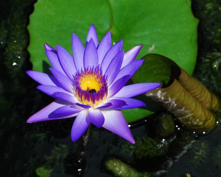 blue-water-lily