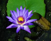 blue-water-lily