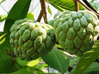 custard apple2