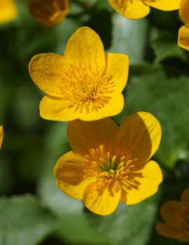 Caltha Palustris_13