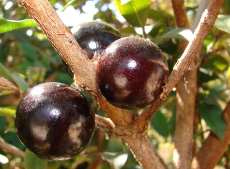 Jabuticaba_fruto