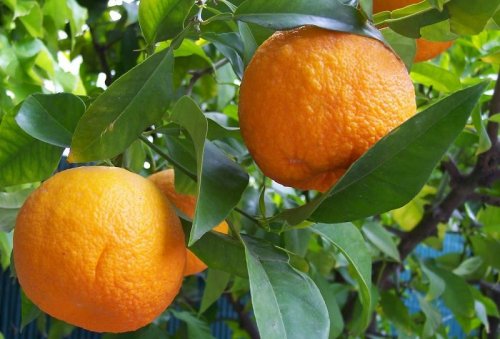 خواص-نارنج-800x543