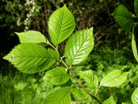 Ulmus carpinifolia 0