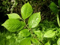Ulmus carpinifolia 0