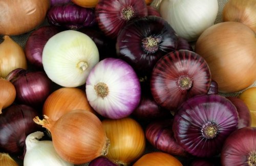 red-and-white-onions-1024x667