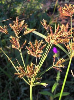 cyperus_longus-سعد-کوفی