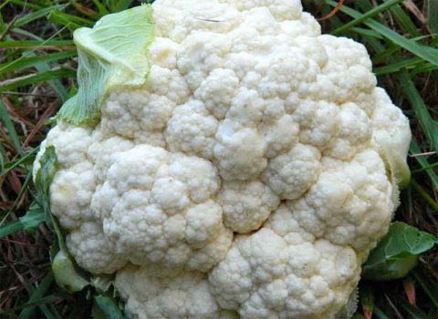 Cauliflower
