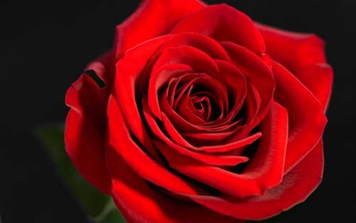 خواص-گل-سرخ-2