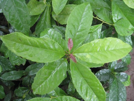 View_of_Ilex_guayusa_from_above