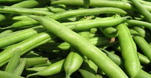 green-bean_fitshape_database