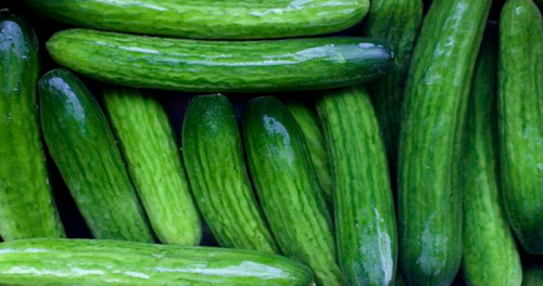 کاشت-خیار-محلی