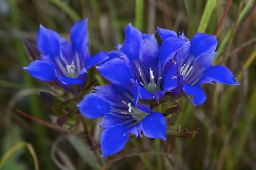 gentiana-puberulenta