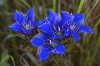 gentiana-puberulenta