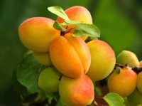 b014719_Aprikose_Temporao_de_Villa_Franca_0