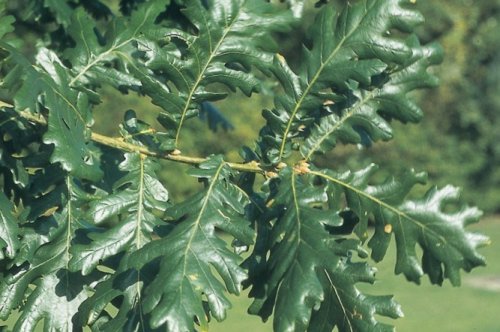 Quercus-frainetto-leaf-800x531