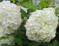 Snowball-Viburnum-5-13-16