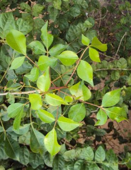 800px-Commiphora_caudata_leaves