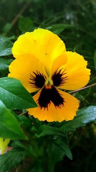 Yellow_Viola