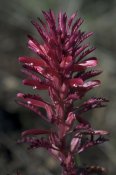 800px-Pedicularis_densiflora_2