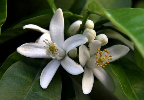 citrus aurantium flower