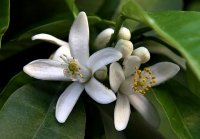 citrus aurantium flower