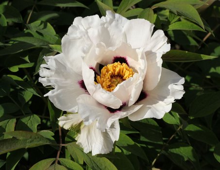Paeonia_rockii_2015_G1