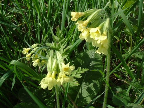Essex_Oxlip_-_geograph.org.uk_-_403865