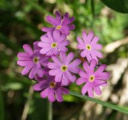 Primula_farinosa_flowers_100704