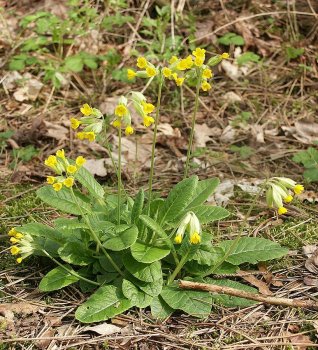 Primula_veris_230405