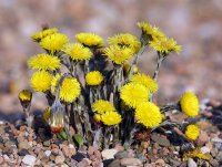 1280px-Coltsfoot