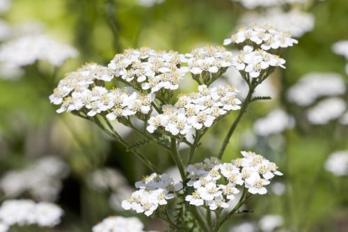 Achillea millefolium