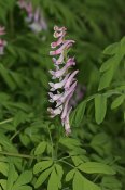 800px-Corydalis_scouleri_2551