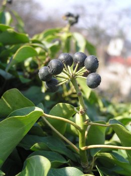 800px-Hedera_helix1