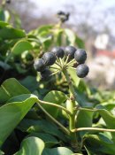 800px-Hedera_helix1