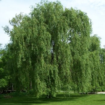 Salix_alba_Morton