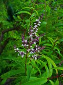 800px-Aloysia_citriodora_002