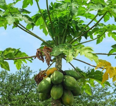 Carica papaya