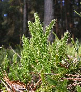 800px-Lycopodium_clavatum_151207