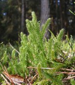 800px-Lycopodium_clavatum_151207
