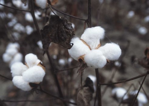 1280px-CottonPlant