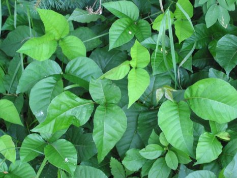Toxicodendron_radicans
