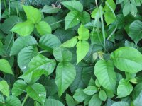 Toxicodendron_radicans
