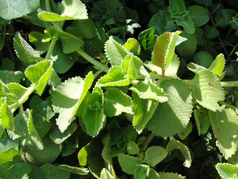 1280px-A_closeup_of_Indian_Borage_(Oregano)