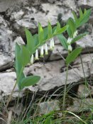 800px-Angular_solomons-seal_Polygonatum_odoratum