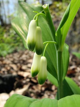 Polygonatum_biflorum
