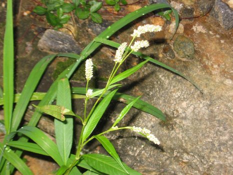 1280px-Polygonum_pensylvanicum