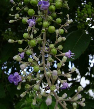 800px-Vitex_trifolia