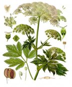 Peucedanum_ostruthium_-_Köhler–s_Medizinal-Pflanzen-236