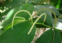 Piper_aduncum