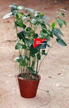 800px-Piper_sarmentosum